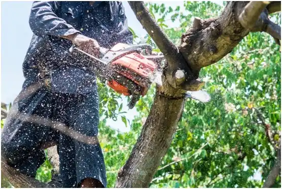 tree services Kelso